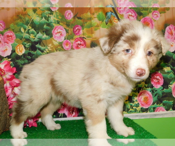 Medium Photo #5 Australian Shepherd Puppy For Sale in HAMMOND, IN, USA