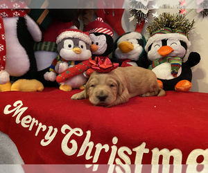 Goldendoodle Puppy for sale in SENOIA, GA, USA