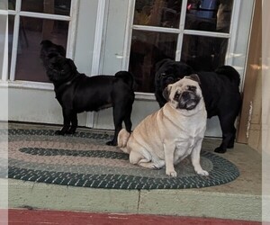 Father of the Pug puppies born on 05/24/2025