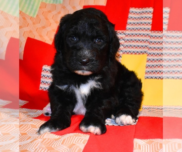 Medium Photo #7 Sheepadoodle Puppy For Sale in ASPERMONT, TX, USA