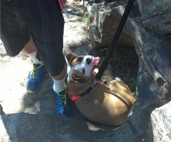 Medium Photo #5 Beagle-English Bulldog Mix Puppy For Sale in MAPLE VALLEY, WA, USA
