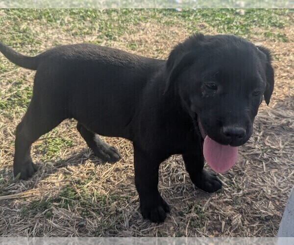 Medium Photo #8 Golden Labrador Puppy For Sale in CAMERON, MO, USA