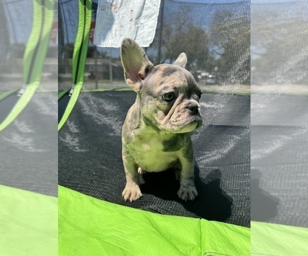 Medium Photo #8 French Bulldog Puppy For Sale in NORWALK, CA, USA