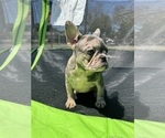Small Photo #8 French Bulldog Puppy For Sale in NORWALK, CA, USA