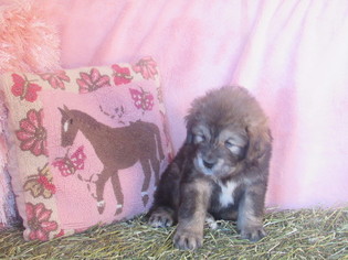 Medium Tibetan Mastiff
