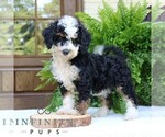 Small #2 Bernedoodle (Miniature)