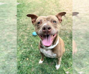 Mutt Dogs for adoption in Riverside, CA, USA