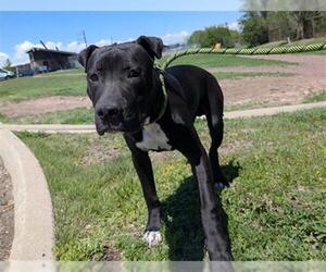 American Pit Bull Terrier-Chinese Shar-Pei Mix Dogs for adoption in Denver, CO, USA