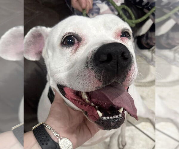 Medium Photo #9 Mutt Puppy For Sale in Pompano Beach , FL, USA