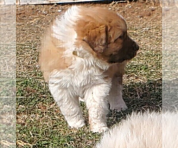 Medium Photo #7 Great Pyrenees Puppy For Sale in AGRA, OK, USA