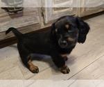 Small Photo #30 Dachshund Puppy For Sale in NEOSHO, MO, USA