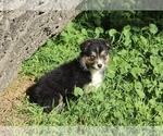 Small Photo #19 Australian Shepherd Puppy For Sale in ACTON, CA, USA