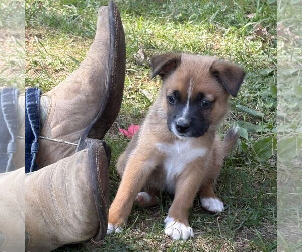 Medium Photo #1 Mutt Puppy For Sale in Garden City, NY, USA