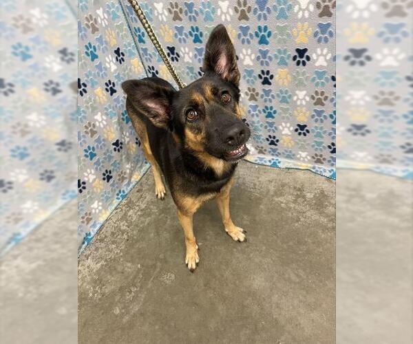 Medium Photo #1 German Shepherd Dog Puppy For Sale in Rosenberg, TX, USA