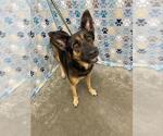 Small German Shepherd Dog