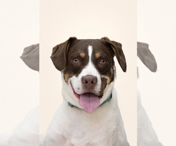 Medium Photo #2 Pointer-Unknown Mix Puppy For Sale in Woodbury, NY, USA