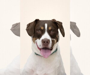 JAKE - Male Pointer-Unknown Mix Dog for Adoption - Photo #2