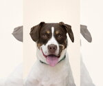 Small Photo #2 Pointer-Unknown Mix Puppy For Sale in Woodbury, NY, USA