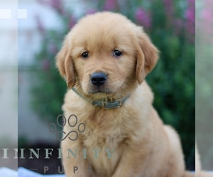 Golden Retriever Puppy for sale in LITITZ, PA, USA