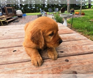 Golden Retriever Puppy for sale in LEON, KS, USA