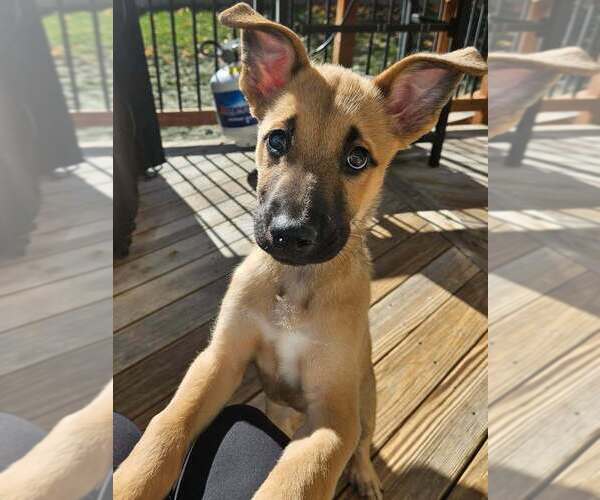 Medium Photo #5 Mutt Puppy For Sale in Lakewood, CO, USA