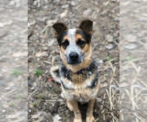 Mutt Dogs for adoption in Remus, MI, USA