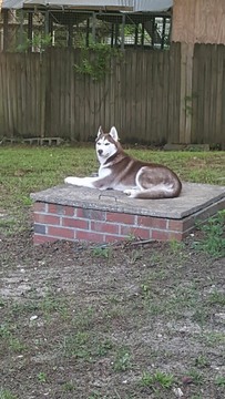 Medium Photo #1 Siberian Husky Puppy For Sale in FAYETTEVILLE, NC, USA