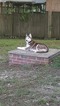 Small Photo #1 Siberian Husky Puppy For Sale in FAYETTEVILLE, NC, USA