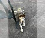 Small #1 Siberian Husky