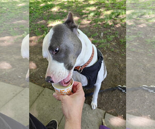 Medium Photo #7 American Pit Bull Terrier-Unknown Mix Puppy For Sale in Germantown, OH, USA