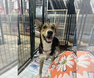 German Shepherd Dog-Unknown Mix Dogs for adoption in Mukwonago, WI, USA