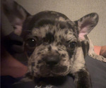 Puppy Puppy 1 French Bulldog