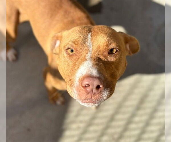 Medium Photo #1 American Pit Bull Terrier-Unknown Mix Puppy For Sale in Tulsa, OK, USA