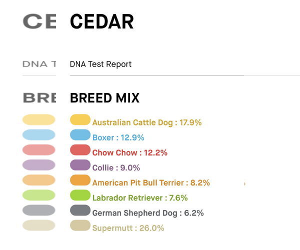 Medium Photo #18 Mutt Puppy For Sale in Rockaway, NJ, USA