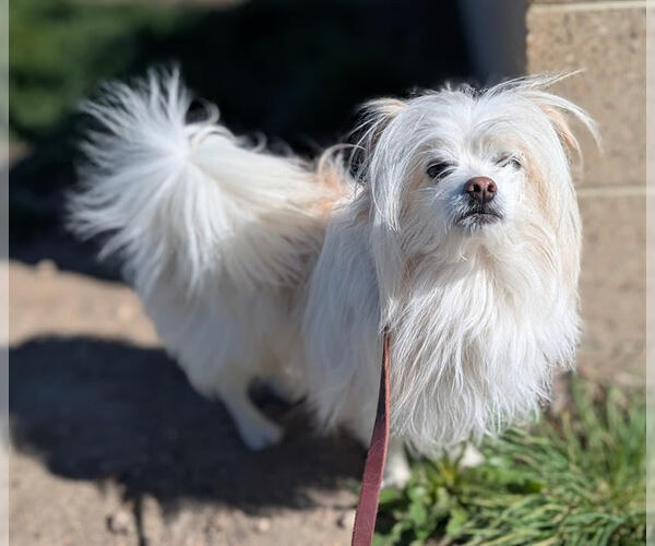 Medium Photo #4 Papitese Puppy For Sale in Aurora, CO, USA