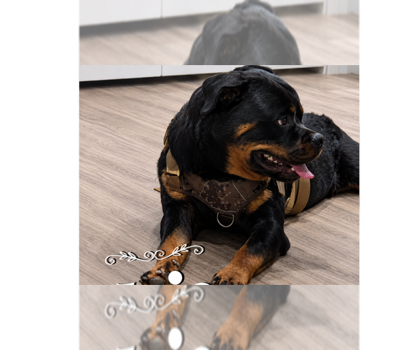 Medium Photo #2 Rottweiler Puppy For Sale in Gilbert, AZ, USA