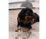 Small #1 Rottweiler