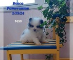 Puppy Rosco Pomeranian
