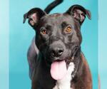 Small #2 American Pit Bull Terrier