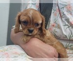 Small #1 Cavalier King Charles Spaniel