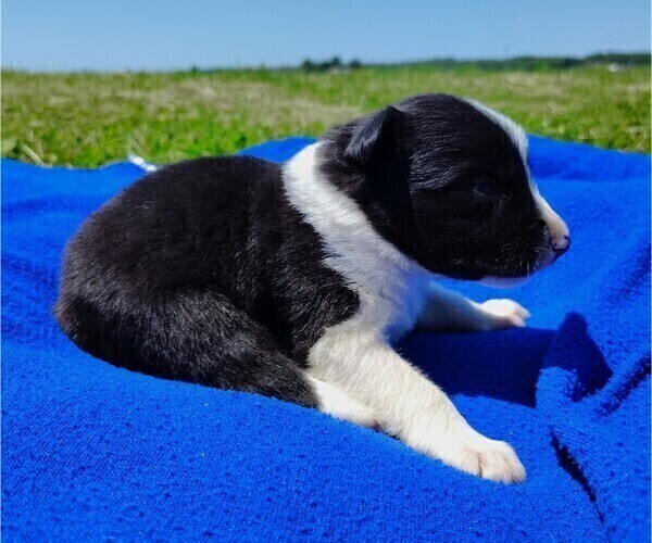 Medium Photo #92 Border Collie Puppy For Sale in NORBORNE, MO, USA