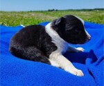 Small Photo #92 Border Collie Puppy For Sale in NORBORNE, MO, USA