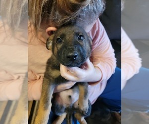 German Shepherd Dog Puppy for sale in BRAZIL, IN, USA