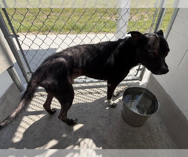 Medium Photo #1 Mutt Puppy For Sale in Ocala, FL, USA
