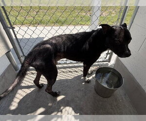 Mutt Dogs for adoption in Ocala, FL, USA
