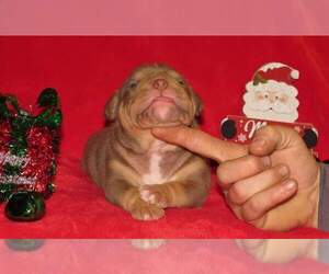 American Bully Puppy for sale in TAYLORSVILLE, NC, USA
