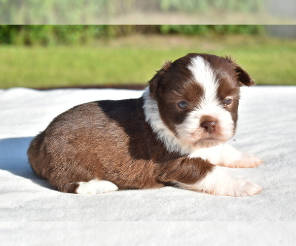 Medium Photo #5 Auss-Tzu Puppy For Sale in PALM COAST, FL, USA
