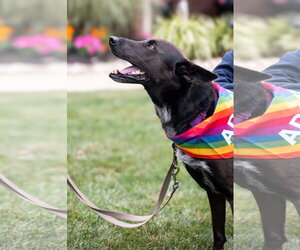 Indigo - Indeed a Good Boy! - Male Mutt Dog for Adoption - Photo #29