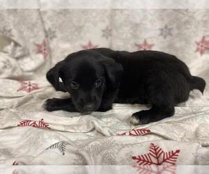 Border Collie-Unknown Mix Dogs for adoption in Modesto, CA, USA