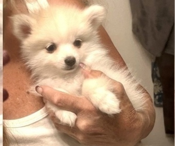 Medium Photo #23 Pomsky Puppy For Sale in GOLDEN VALLEY, AZ, USA